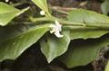 Russell River Lime